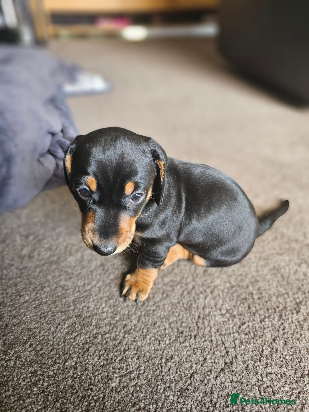 Dachshund dogs for sale: Adorable Dachshund Puppies - 1 Girl & 2 Boys - Image 7