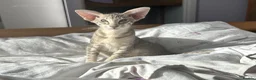 Oriental cats for sale: Oriental boy 11 months old - Advert 6