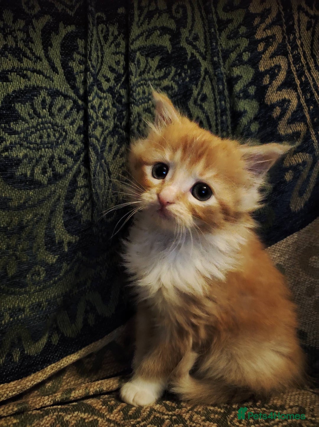 Maine Coon cats for sale: Half maine coon girls kittens - Advert 8