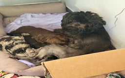 Shihpoo dogs for sale: Outstanding Shihpoo puppies - Image 16