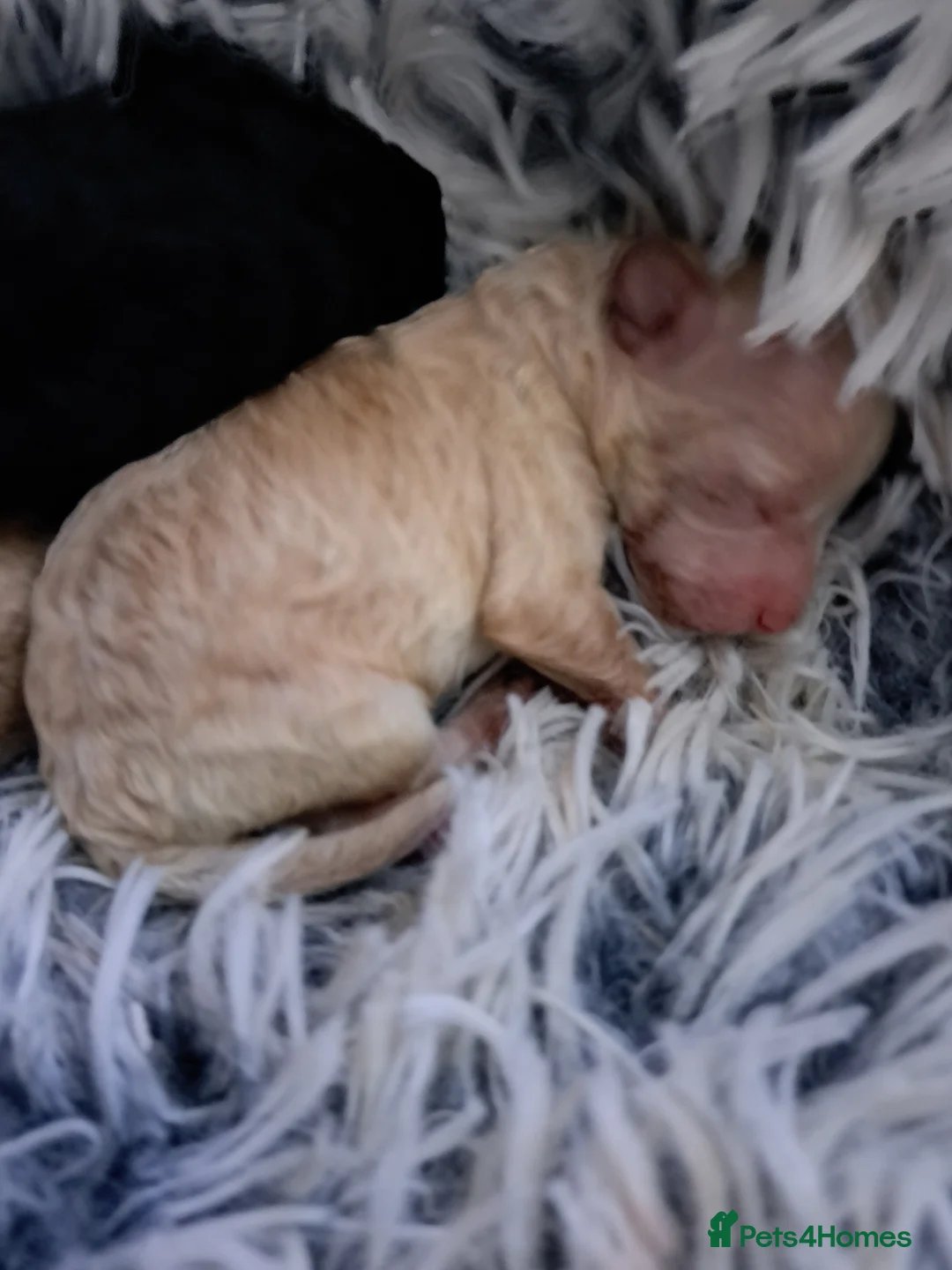 Toy Poodle dogs for sale:   **   day toy poodle kc girls&boys black and red - Advert 5