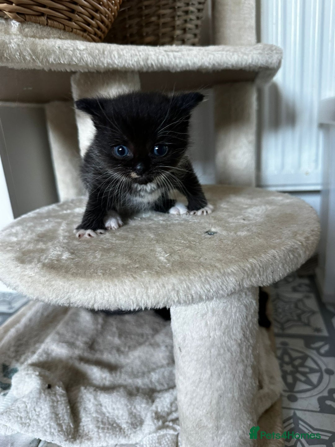 Scottish Fold cats for sale: Scottish Fold Cross Kittens - Image 8