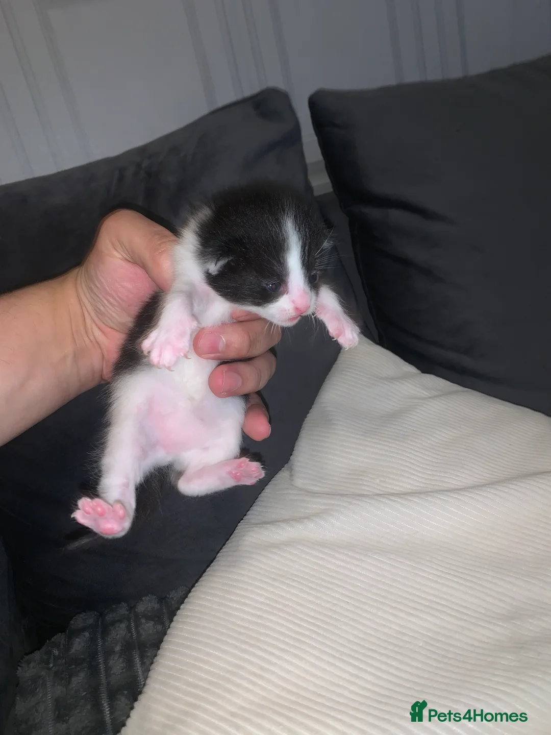 Mixed Breed cats for sale: kittens in Birmingham - Advert 2