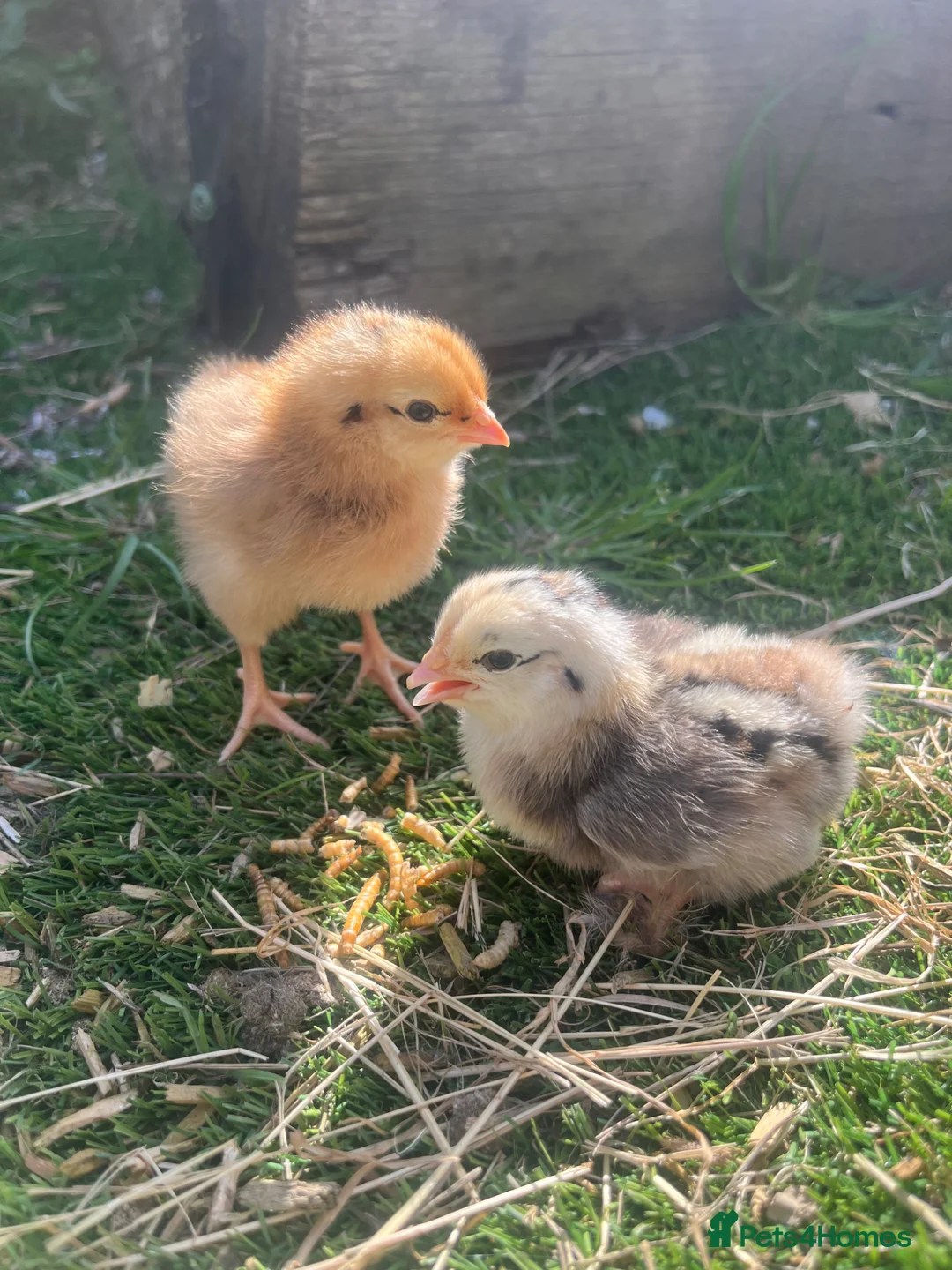 Chickens poultry for sale: Hybrid Chicks - Guaranteed Hens  - Advert 1