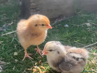 Chickens poultry Hybrid Chicks - Guaranteed Hens - Advert 15