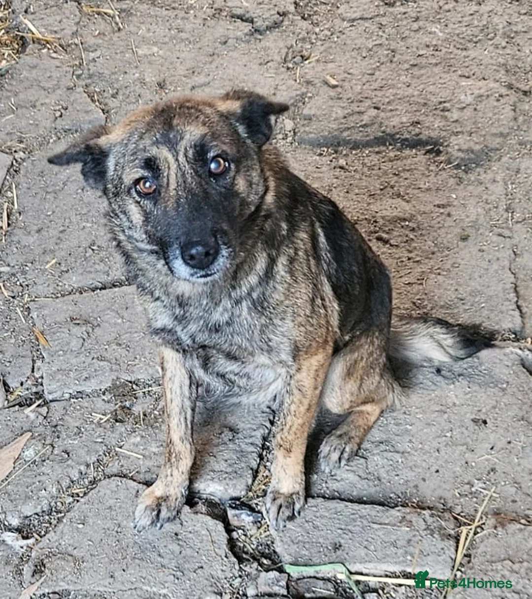 Mixed Breed dogs for adoption: 🌸 🐾 LIANA – a Lovely Girl for a Loving Home 🐾🌸 - Advert 10