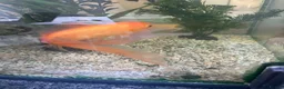 Fancy Goldfish fish for sale: Fancy gold fish looking for a new home.  in London - Advert 3