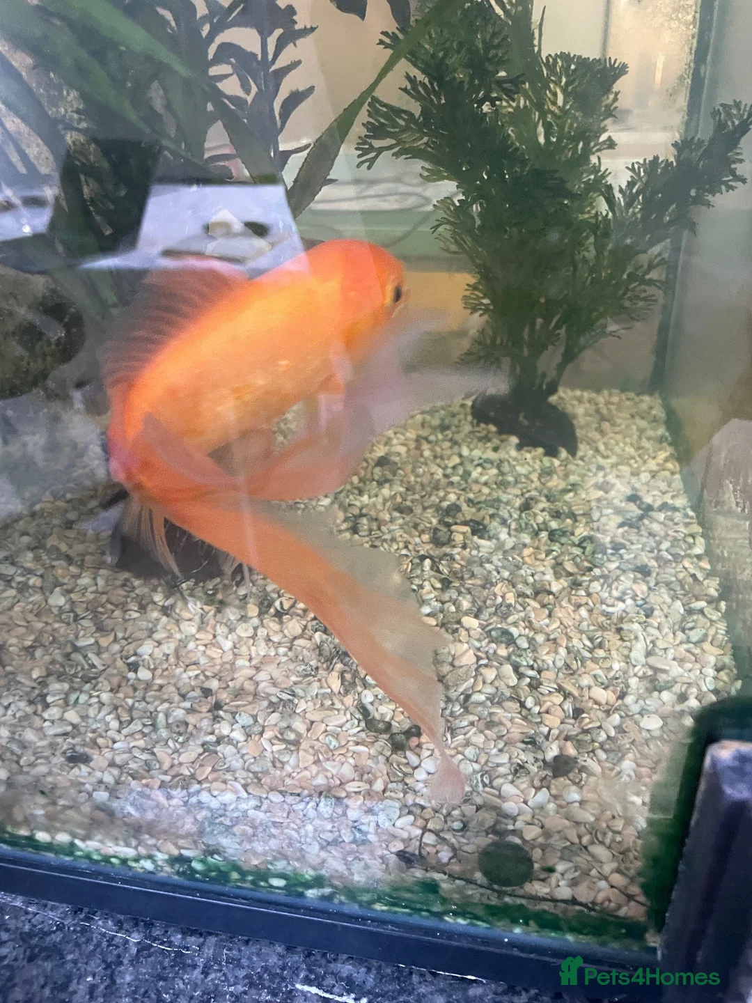 Fancy Goldfish fish for sale: Fancy gold fish looking for a new home.  in London - Advert 3