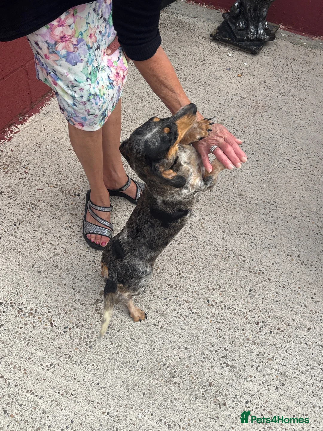 Dachshund dogs for sale: Dachshund puppies  - Advert 16