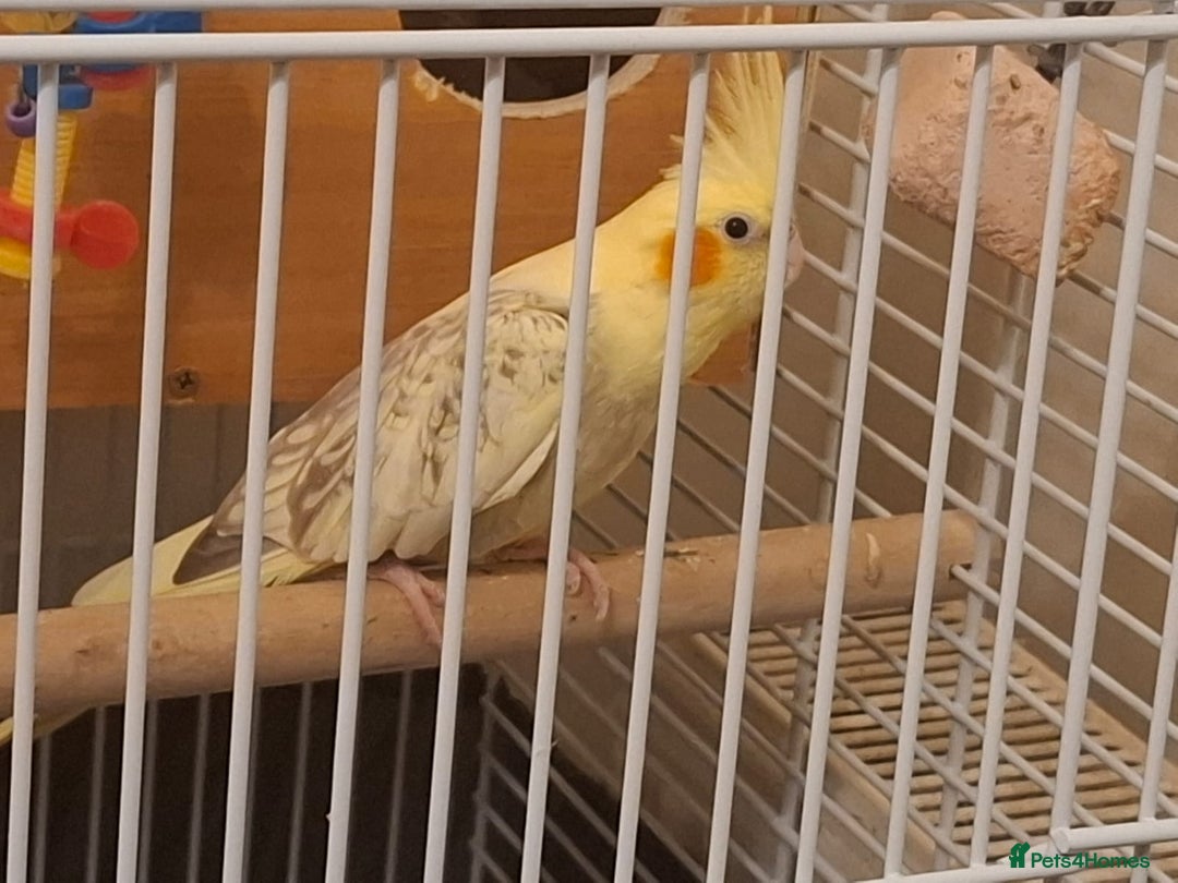 Cockatiels birds for sale: Pair of Healthy Cokateil for Sale - Advert 5