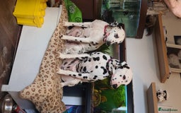 Dalmatian dogs for stud: Kc Baer tested studs available proven in Bedford - Image 8