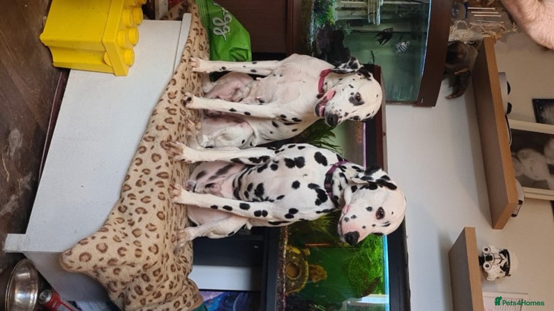Dalmatian dogs for stud: Kc Baer tested studs available proven in Bedford - Image 8
