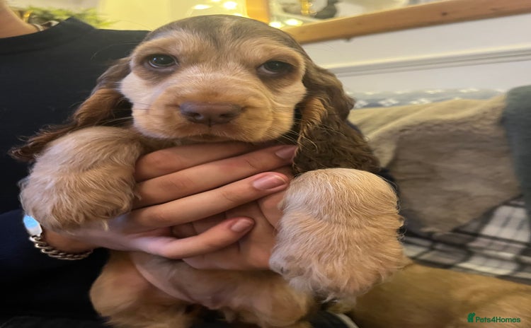 Cocker Spaniel dogs - Advert 1