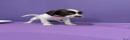 Sprocker dogs for sale: ⭐️ STUNNING SPROCKERS F1 ⭐️ - Advert 8