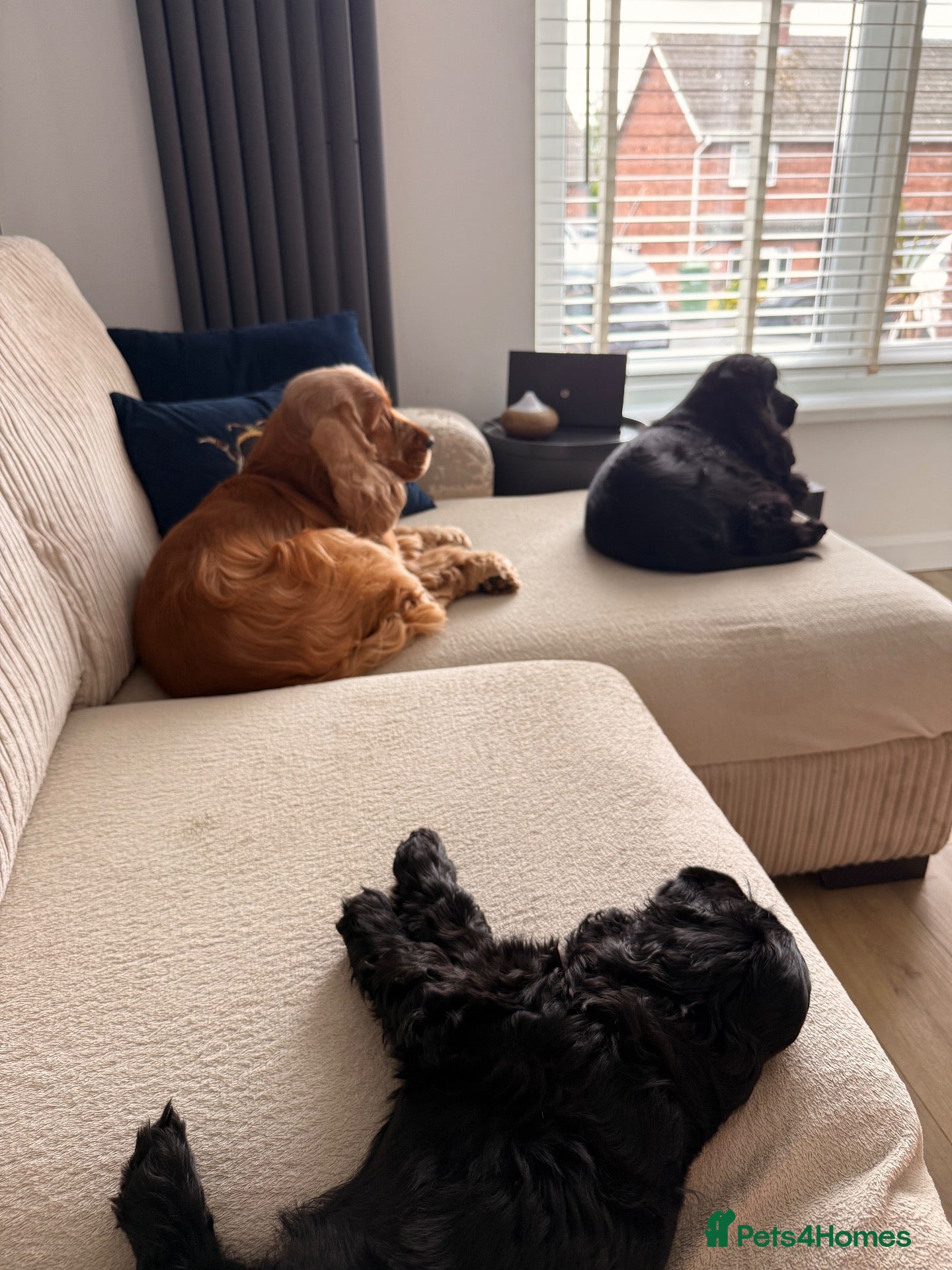 Cocker Spaniel dogs Only one little girl KC Registered show left - Advert 2