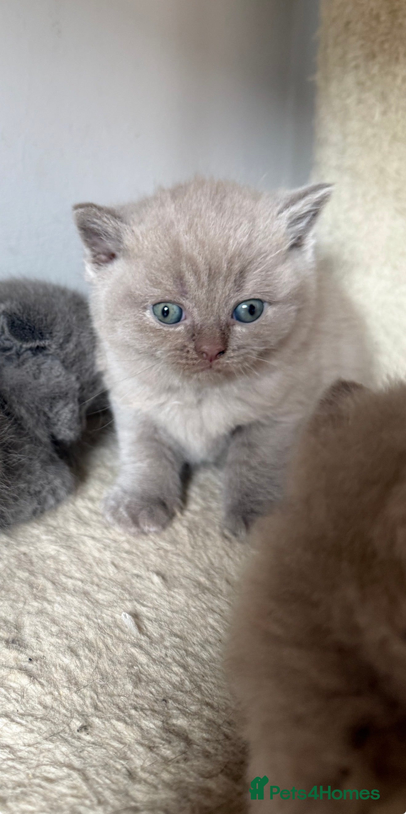 Scottish Fold cats Beautiful scottishfold/Scottish straight kittens🥰 - Advert 2