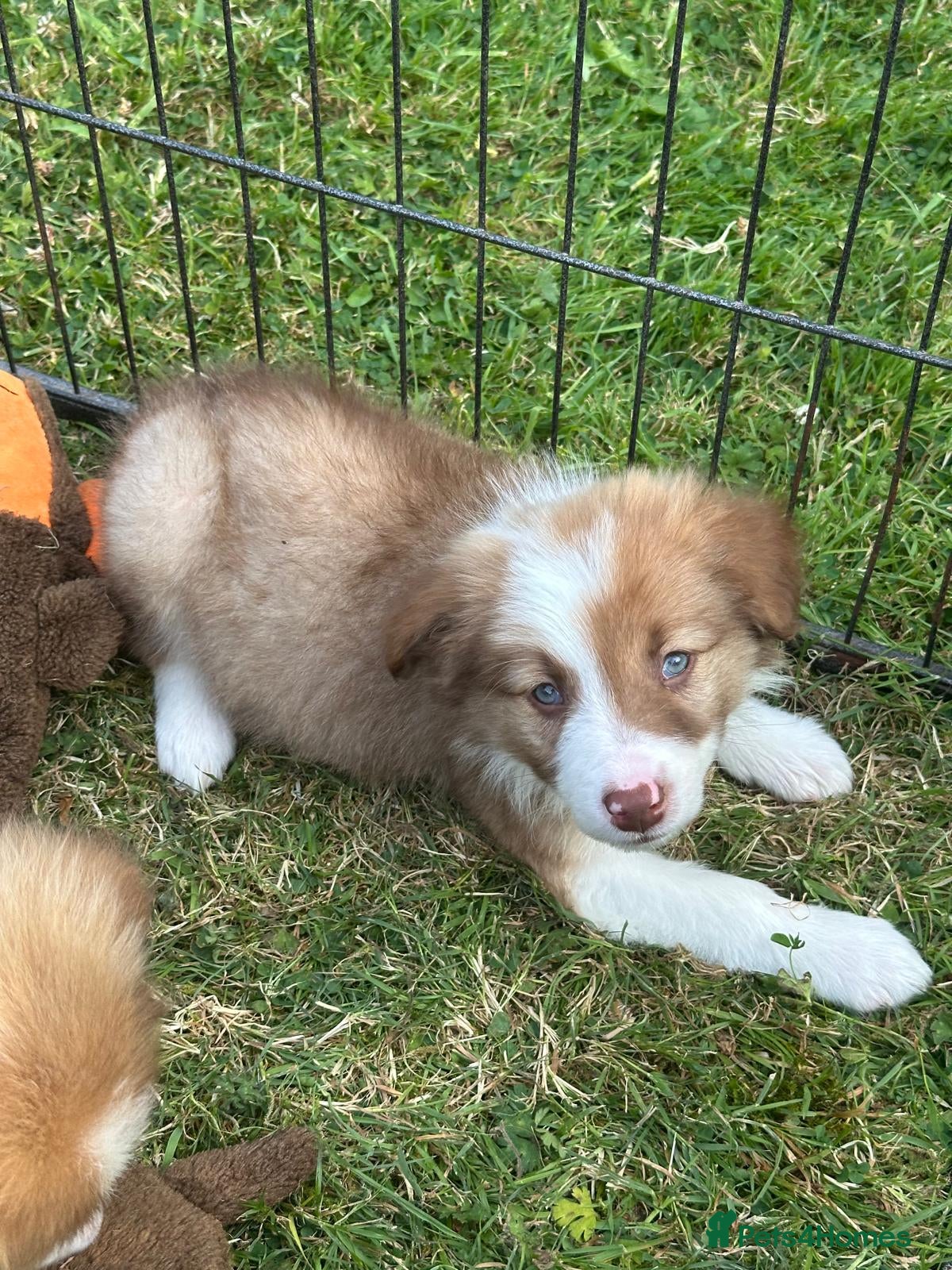 Border Collie dogs Stunning border collie pups  - Advert 2