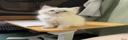 Ragdoll cats for sale: Ragdoll Kittens GCCF lilac and Blue beautiful  - Advert 7