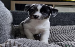 Jack Russell dogs for sale: Jack Russell Pups (ready 24th July) - Image 12