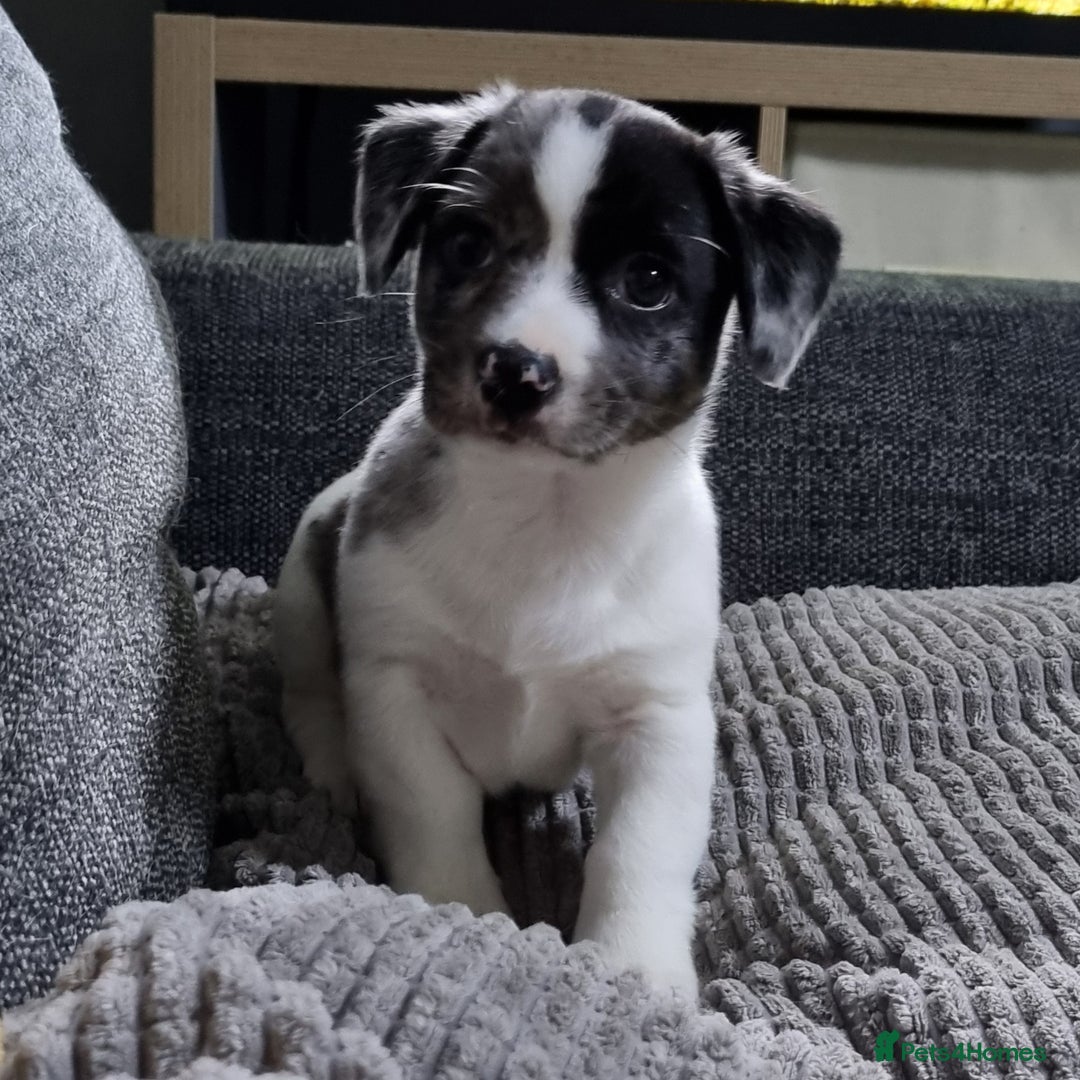 Jack Russell dogs for sale: Jack Russell Pups (ready 24th July) - Image 12