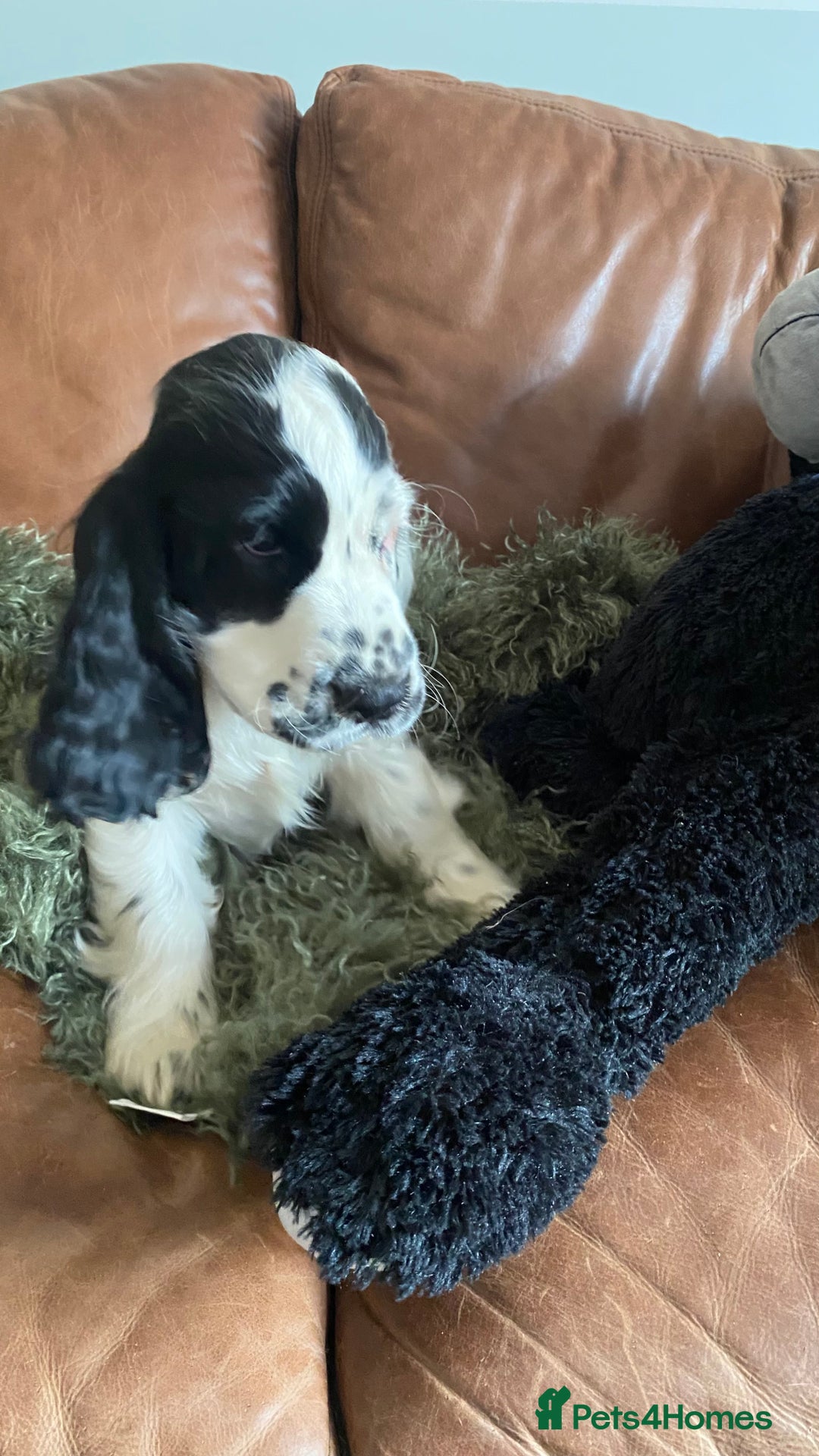 Cocker Spaniel dogs for sale: Pedigree Show Cockers in Selby - Image 4