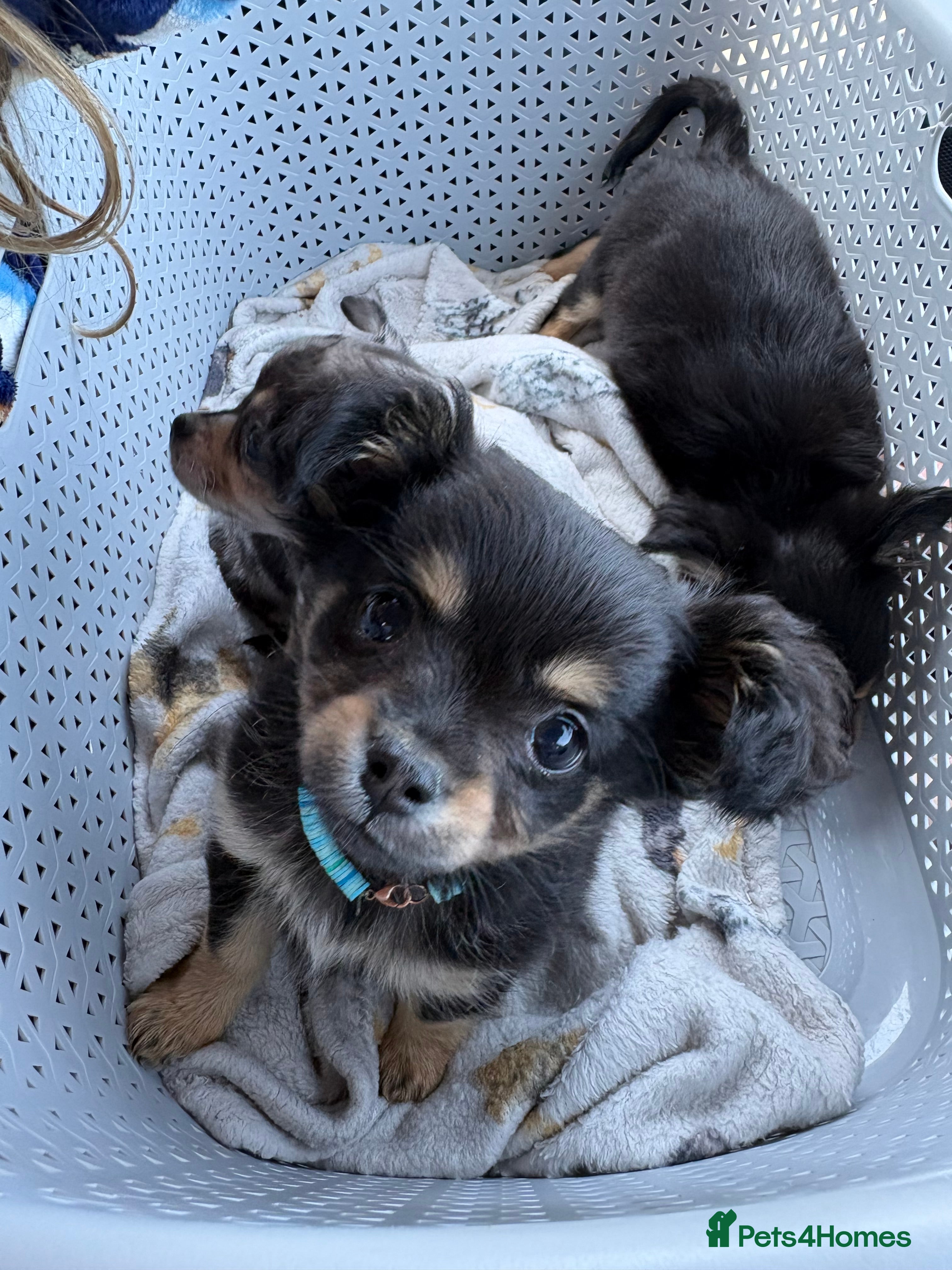 Mixed Breed dogs AVAILABLE- READY TO GO puppies-pomchi/jackchi - Advert 16