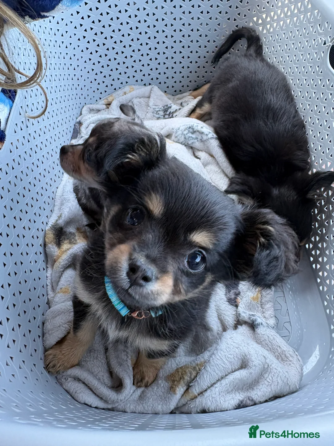 Mixed Breed dogs for sale: AVAILABLE- READY TO GO puppies-pomchi/jackchi - Advert 1