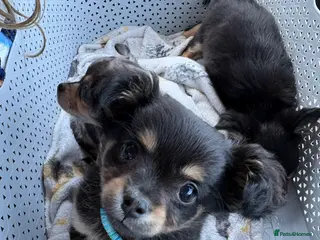 Mixed Breed dogs AVAILABLE- READY TO GO puppies-pomchi/jackchi - Advert 16