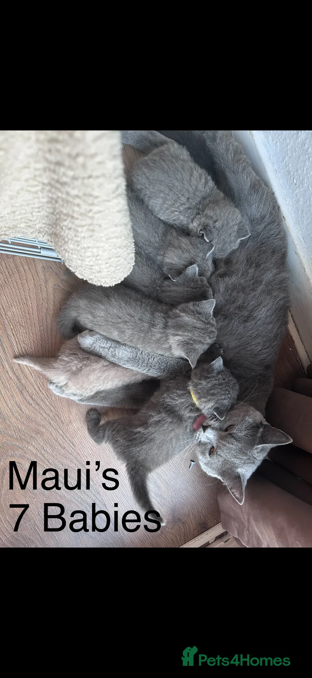 British Shorthair cats for stud: Stunning 5th Generation pedigree BSH in London - Advert 9