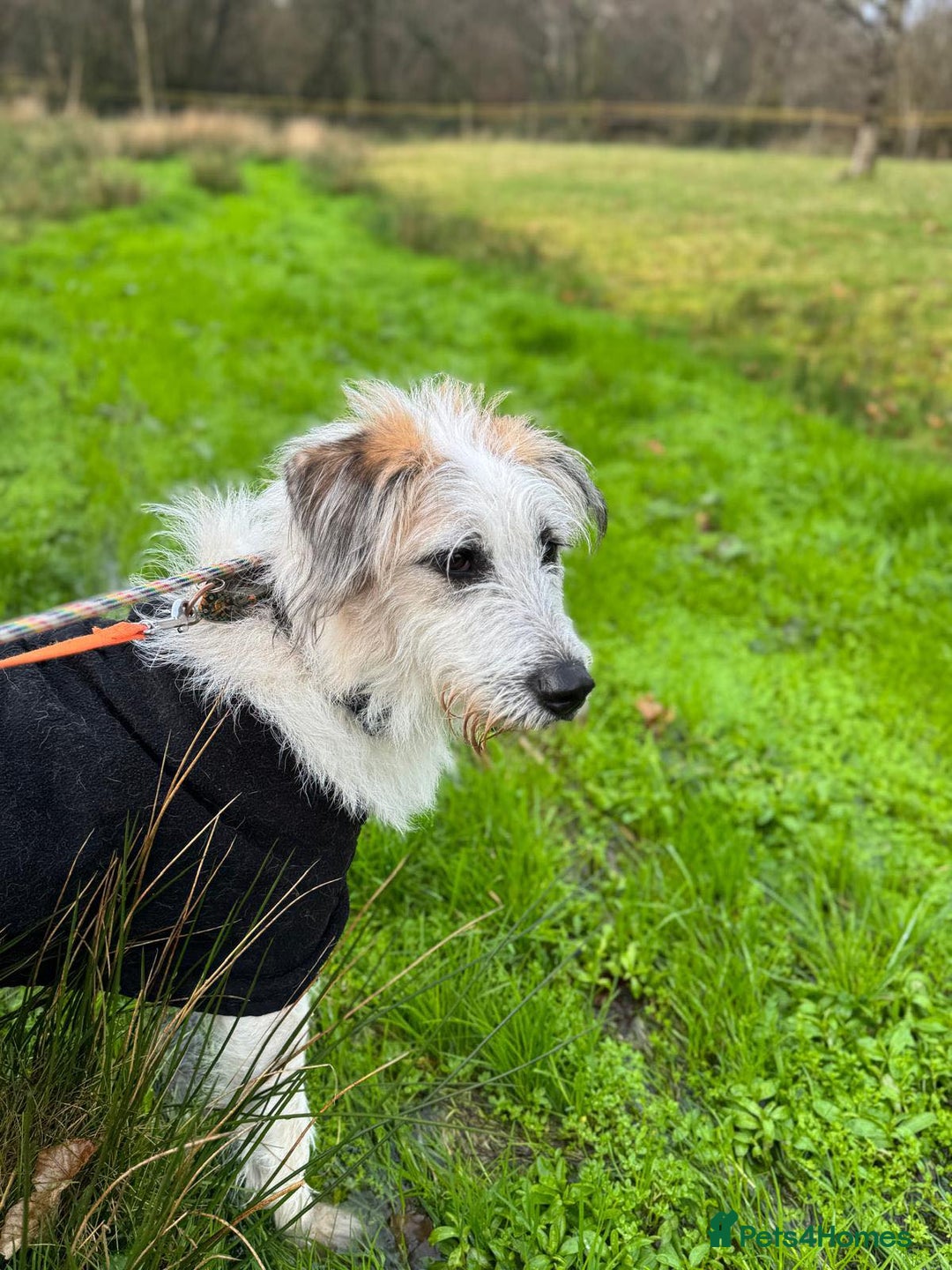 Lurcher dogs for adoption: KALLIE-friendly&playful girl/loves dogs/energetic - Advert 5