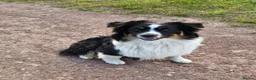 Australian Shepherd dogs for stud: 🐾KC REGISTERED AUSTRALIAN SHEPHERD FOR STUD - Advert 3