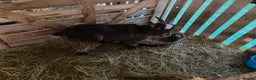 Goats livestock for sale: Flock of Pigmy goats for sale - Advert 20