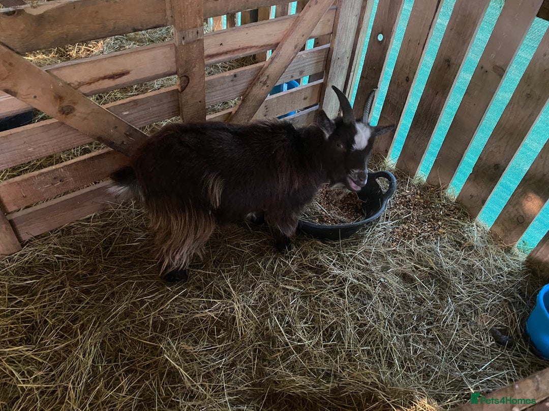 Goats livestock for sale: Flock of Pigmy goats for sale - Advert 20