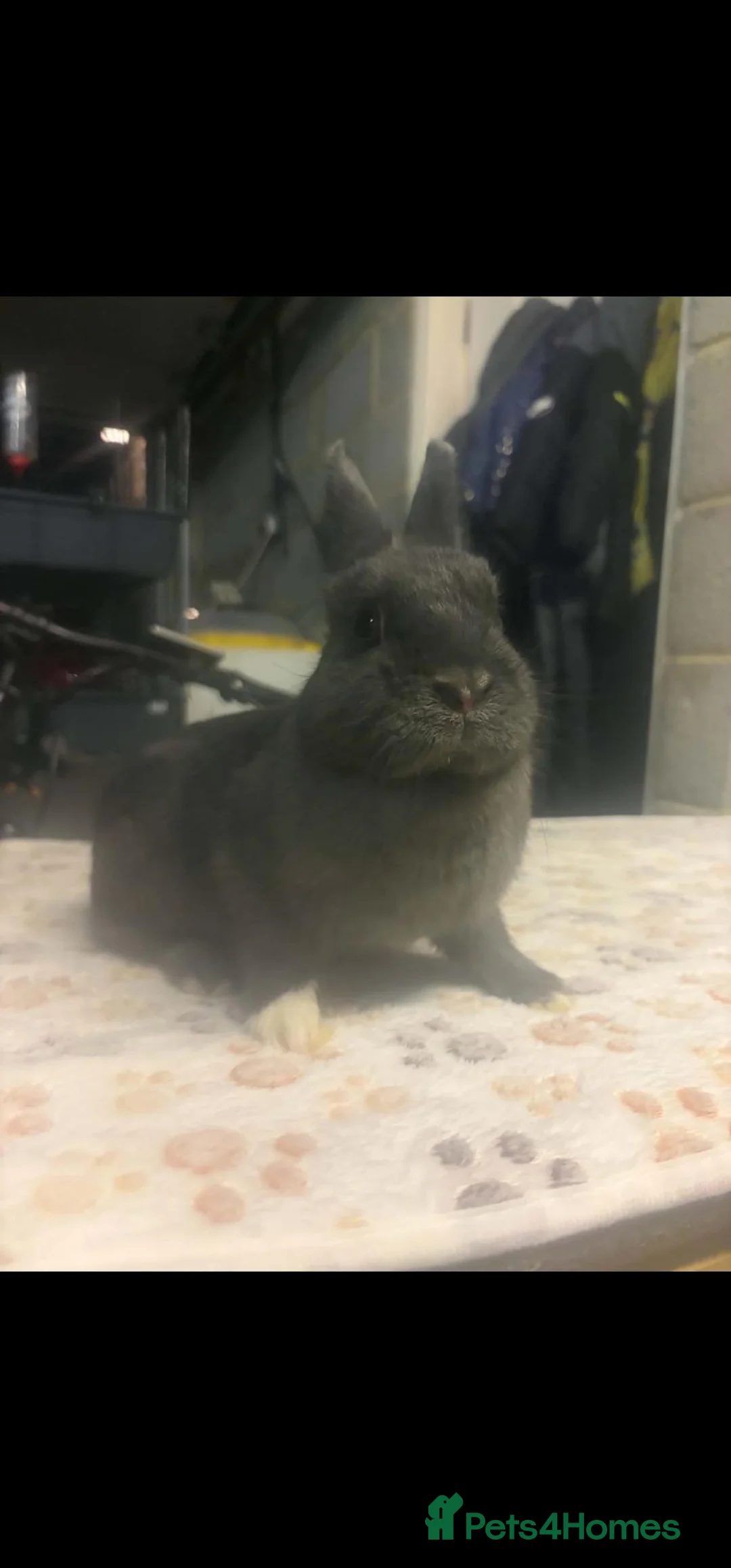 Netherland Dwarf rabbits for sale: Blue Netherland Dwarf Doe - Advert 4