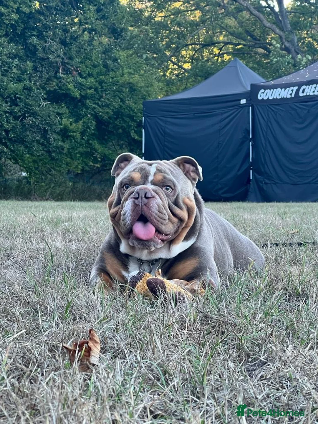 English Bulldog dogs for stud: FOR STUD - PROVEN - SON OF GOLDEN CHILD in Sheerness - Advert 3