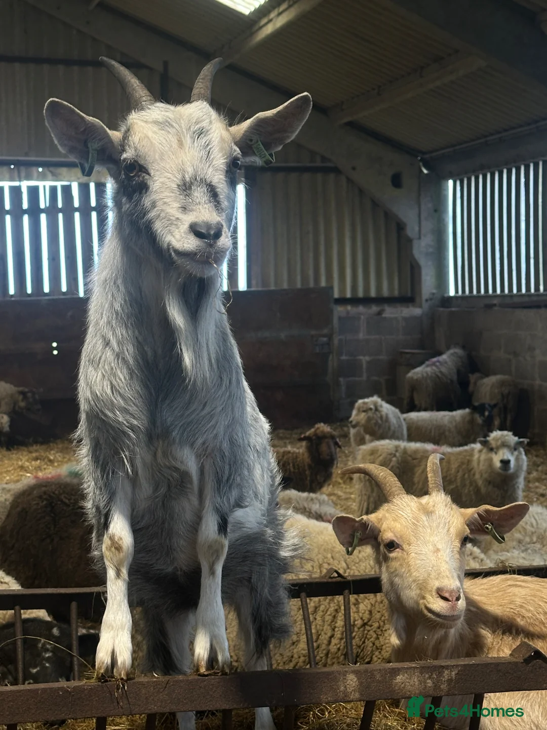 Goats livestock for sale: X2 nanny’s and x1 billy for sale in Brampton - Advert 2