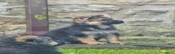 German Shepherd dogs for sale: Gorgeous German shepherd puppies - Advert 8