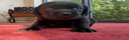 Labrador Retriever dogs for sale: Exceptional KC Reg Black Labs. Born 25 July.  in South Molton - Advert 5