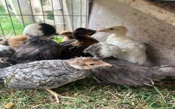 Chickens poultry for sale: Polish chicks Unsexed chicken bantam - Image 4