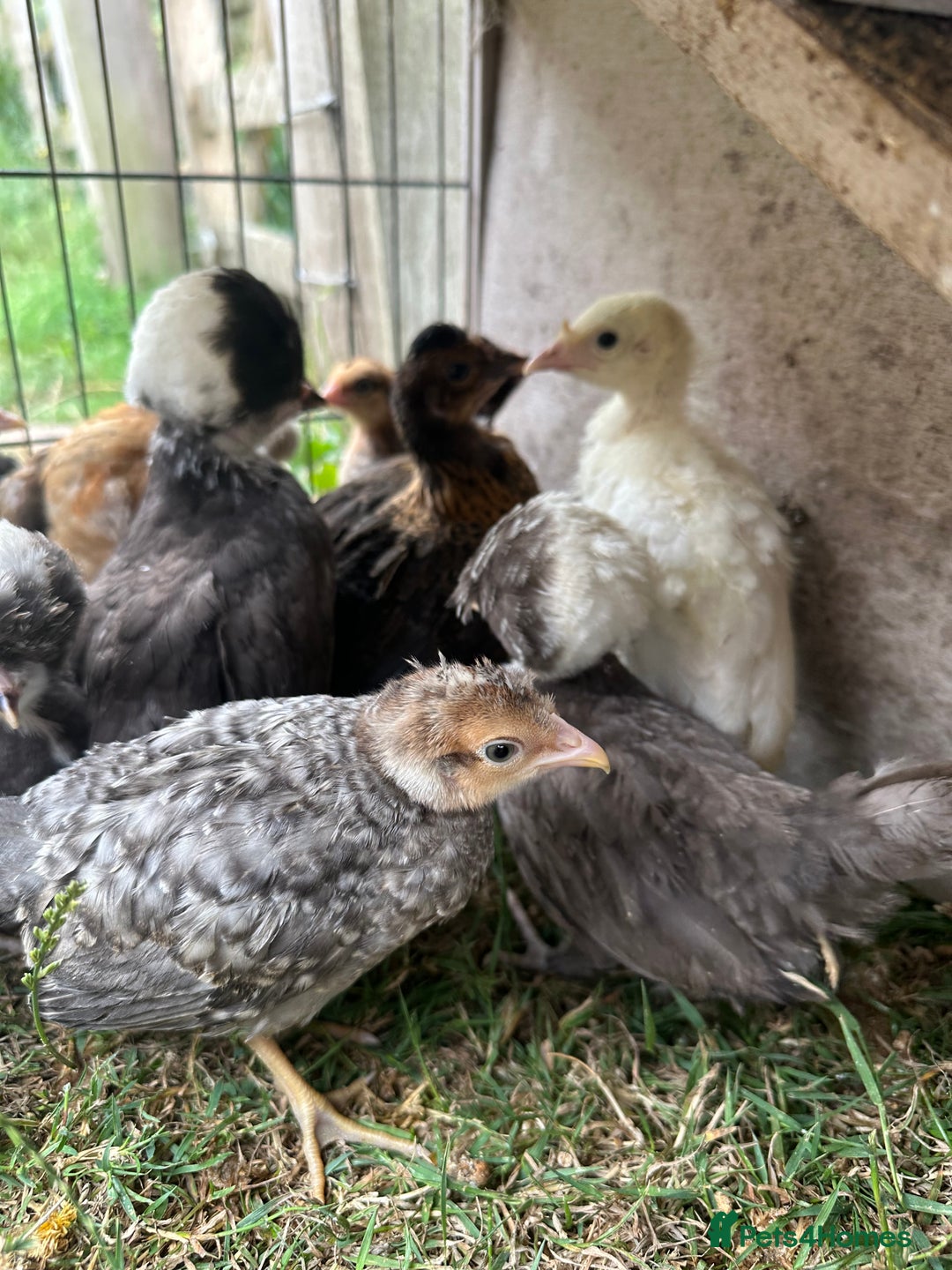 Chickens poultry for sale: Polish chicks Unsexed chicken bantam - Image 4