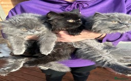 Persian cats for sale: Persian cats London  - Advert 2