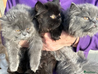 Persian cats Persian cats London - Advert 3