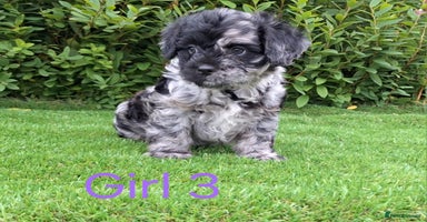 Miniature Poodle dogs - Advert 6