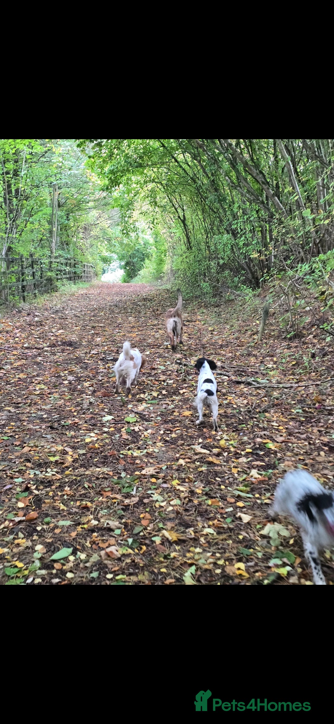 English Springer Spaniel dogs for sale: Arwen the kc springer - Advert 7