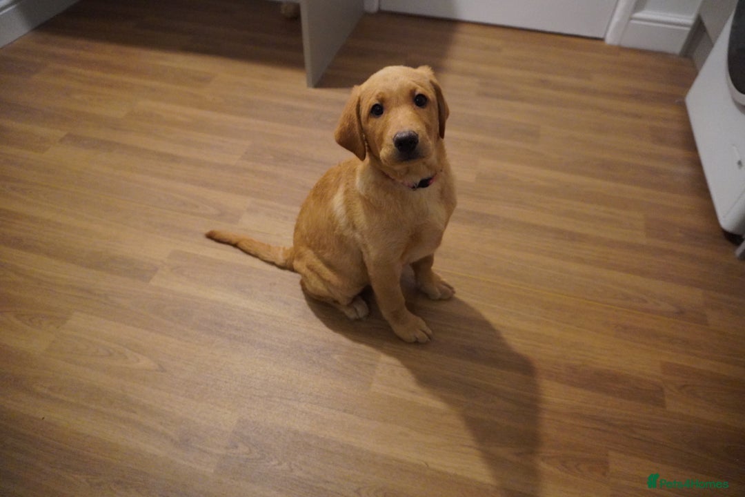 Labrador Retriever dogs for sale: Stunning KC Fox Red & Yellow Labrador Puppies - Advert 14