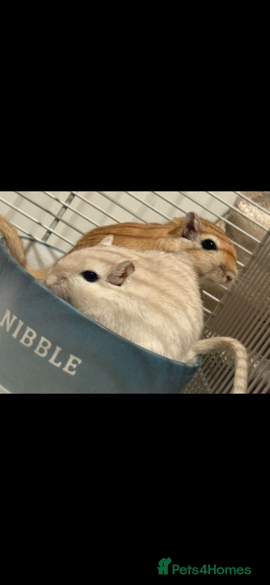 Gerbil rodents 3 male gerbils  - Advert 2