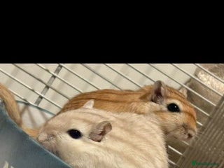 Gerbil rodents 3 male gerbils - Advert 2