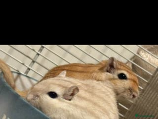 Gerbil rodents 3 male gerbils - Advert 14