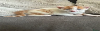 Persian Kitten 2