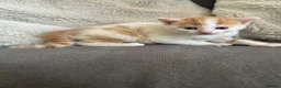 Persian cats for sale: Persian cross kittens  - Advert 3